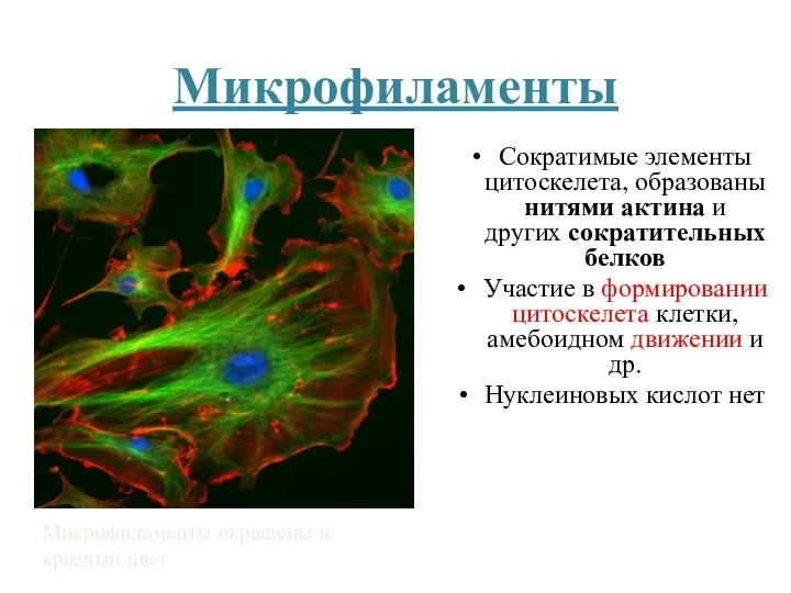 Микрофиламенты Сократимые элементы цитоскелета, образованы нитями актина и других сократительных белков