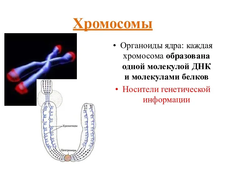 Хромосомы Органоиды ядра: каждая хромосома образована одной молекулой ДНК и молекулами белков Носители генетической информации