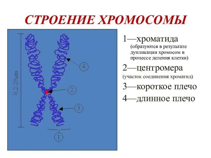 СТРОЕНИЕ ХРОМОСОМЫ 1—хроматида (образуются в результате дупликации хромосом в процессе деления