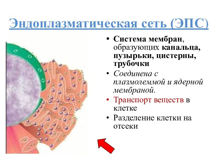 Эндоплазматическая сеть (ЭПС) Система мембран, образующих канальца, пузырьки, цистерны, трубочки Соединена