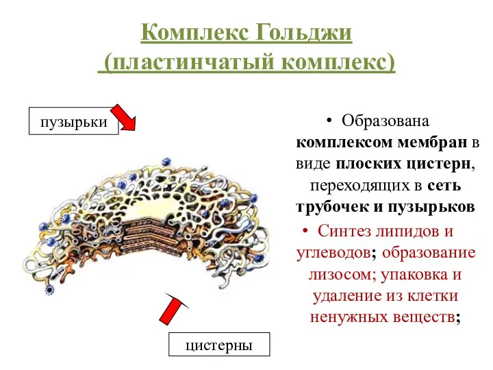 Комплекс Гольджи (пластинчатый комплекс) Образована комплексом мембран в виде плоских цистерн,