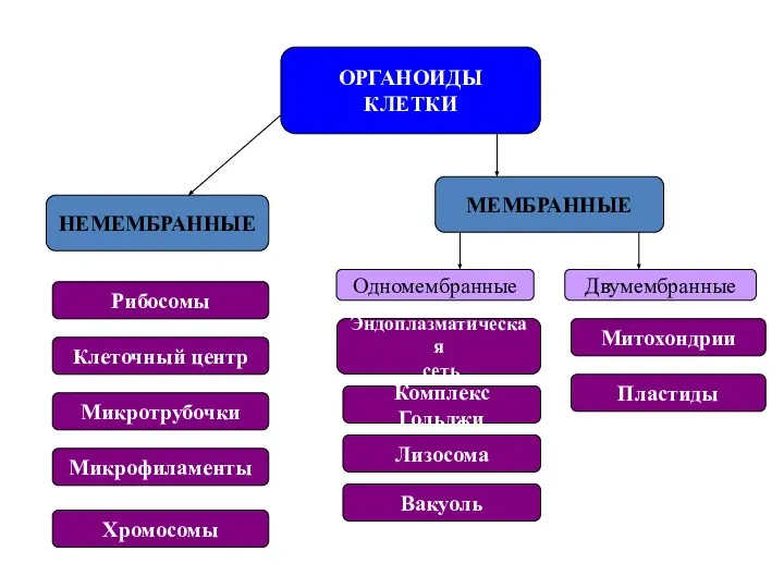 ОРГАНОИДЫ КЛЕТКИ НЕМЕМБРАННЫЕ МЕМБРАННЫЕ Одномембранные Двумембранные Рибосомы Клеточный центр Микротрубочки Микрофиламенты