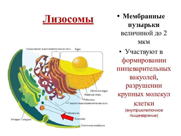 Лизосомы Мембранные пузырьки величиной до 2 мкм Участвуют в формировании пищеварительных