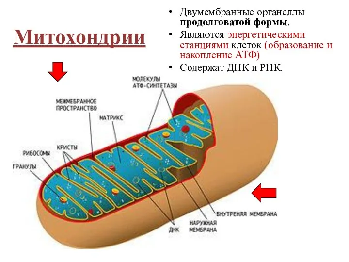 Митохондрии Двумембранные органеллы продолговатой формы. Являются энергетическими станциями клеток (образование и