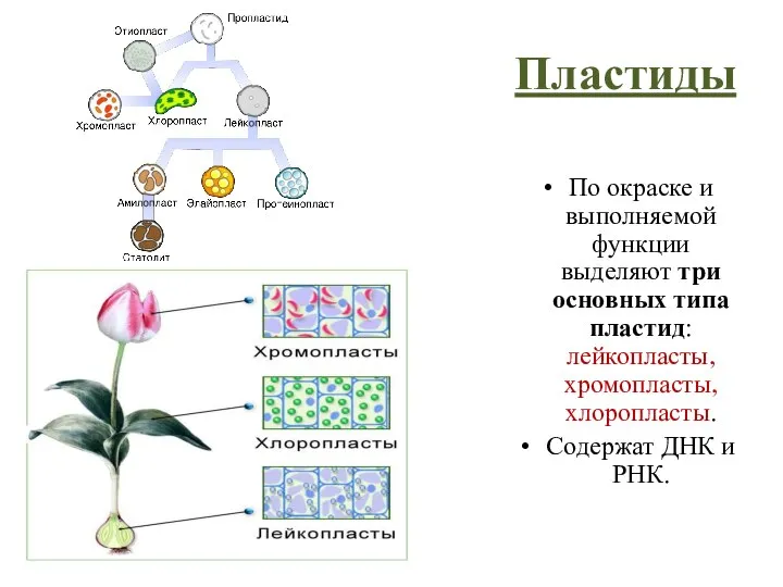 Пластиды По окраске и выполняемой функции выделяют три основных типа пластид: