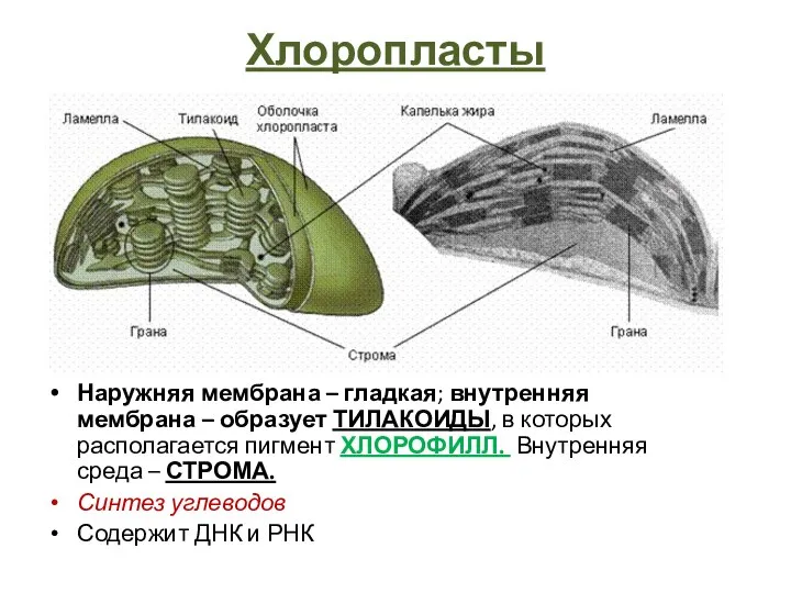 Хлоропласты Наружняя мембрана – гладкая; внутренняя мембрана – образует ТИЛАКОИДЫ, в