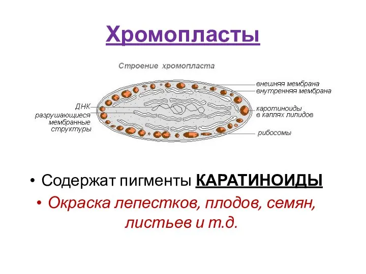 Хромопласты Содержат пигменты КАРАТИНОИДЫ Окраска лепестков, плодов, семян, листьев и т.д.