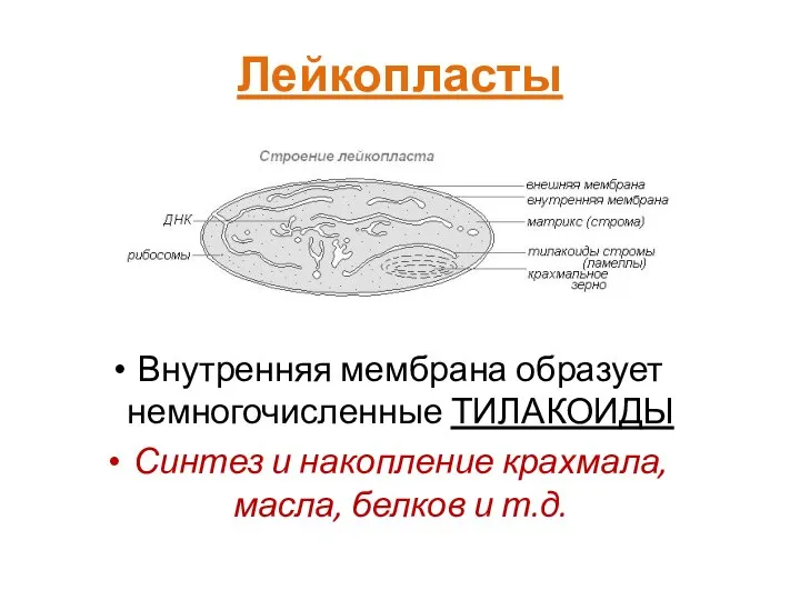 Лейкопласты Внутренняя мембрана образует немногочисленные ТИЛАКОИДЫ Синтез и накопление крахмала, масла, белков и т.д.