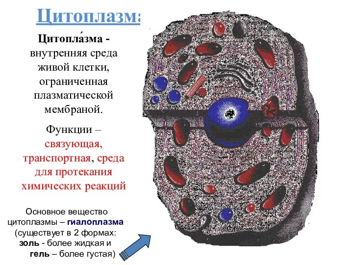 Цитоплазма Цитопла́зма - внутренняя среда живой клетки, ограниченная плазматической мембраной. Функции