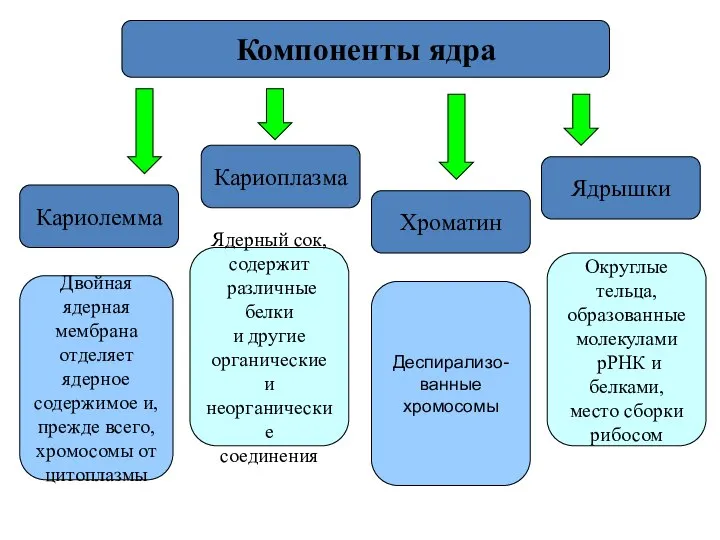 Кариолемма Кариоплазма Хроматин Ядрышки Компоненты ядра Двойная ядерная мембрана отделяет ядерное