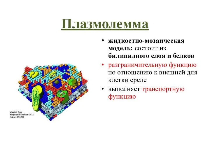 Плазмолемма жидкостно-мозаическая модель: состоит из билипидного слоя и белков разграничительную функцию