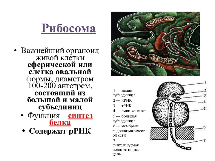 Рибосома Важнейший органоид живой клетки сферической или слегка овальной формы, диаметром