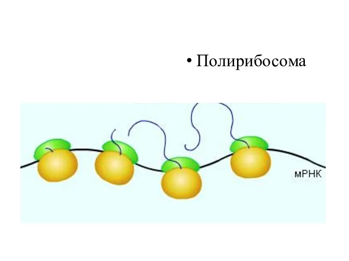 Полирибосома