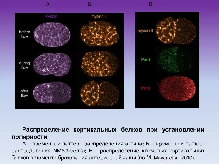 Распределение кортикальных белков при установлении полярности А – временной паттерн распределения