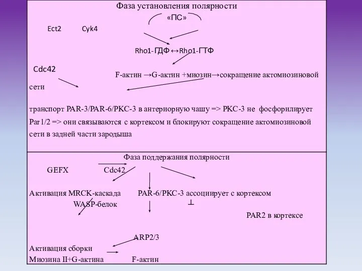 Cdc42