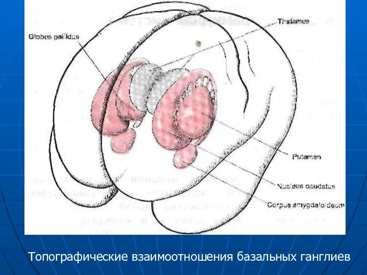 Топографические взаимоотношения базальных ганглиев