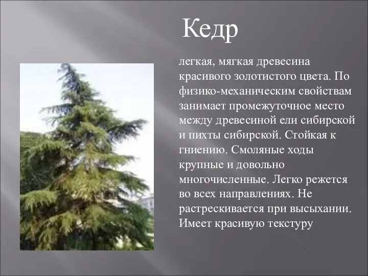 легкая, мягкая древесина красивого золотистого цвета. По физико-механическим свойствам занимает промежуточное