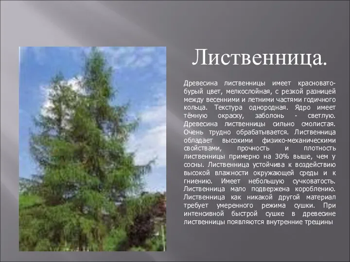 Древесина лиственницы имеет красновато-бурый цвет, мелкослойная, с резкой разницей между весенними