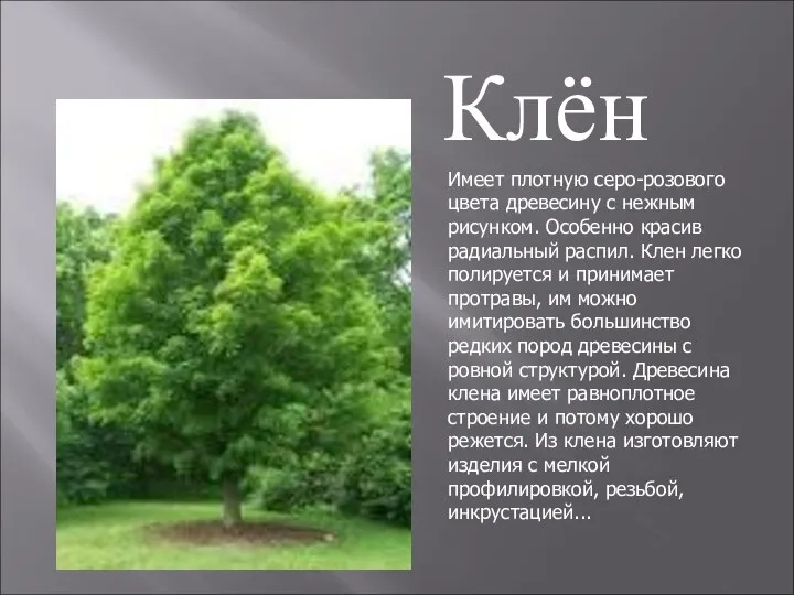 Имеет плотную серо-розового цвета древесину с нежным рисунком. Особенно красив радиальный