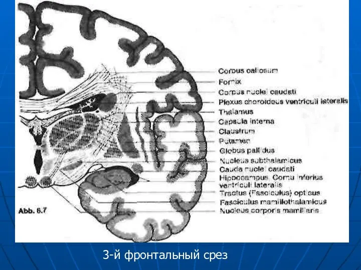 3-й фронтальный срез