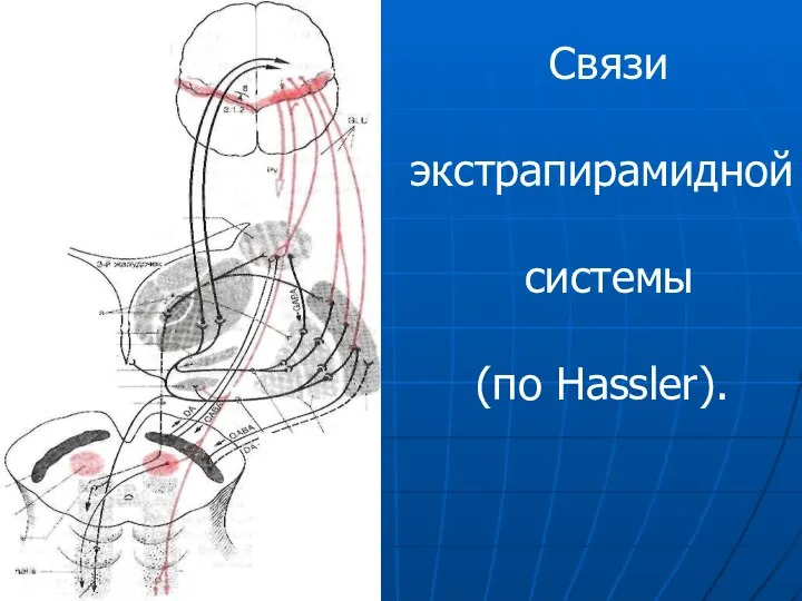 Связи экстрапирамидной системы (по Hassler).