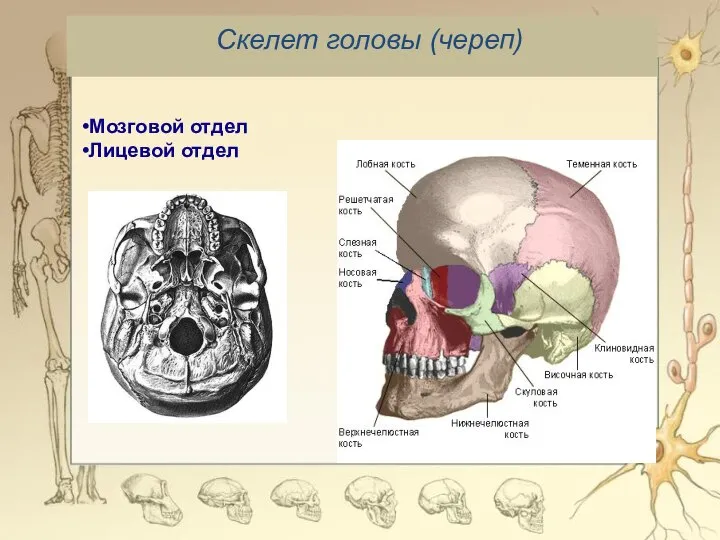 Скелет головы (череп) Мозговой отдел Лицевой отдел