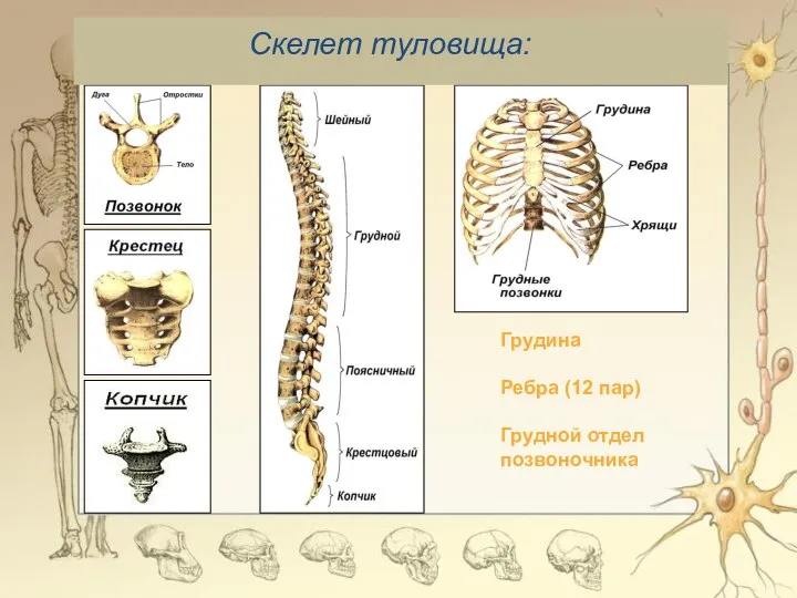 Грудина Ребра (12 пар) Грудной отдел позвоночника Скелет туловища: