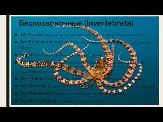 Беспозвоночные (Invertebrata) Тип Губки (губки во взрослом состоянии неподвижные, прикрепленные животные)