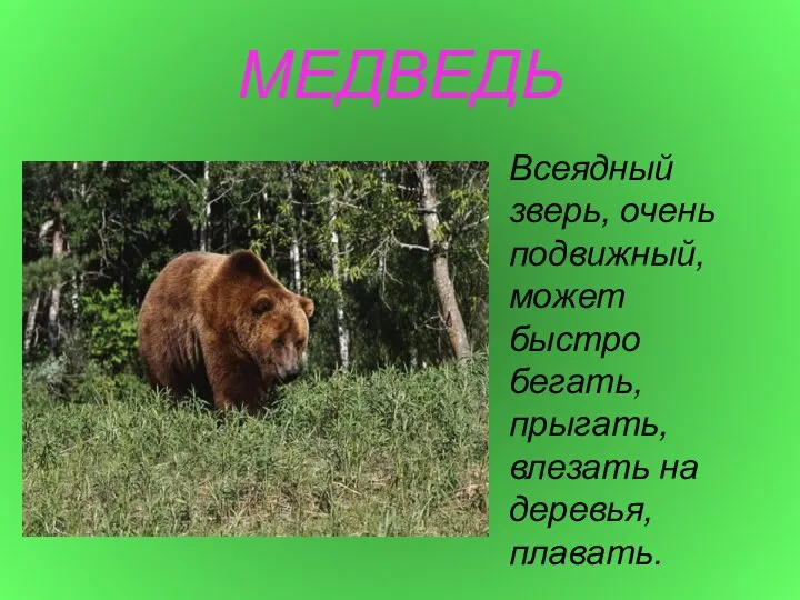 МЕДВЕДЬ Всеядный зверь, очень подвижный, может быстро бегать, прыгать, влезать на деревья, плавать.