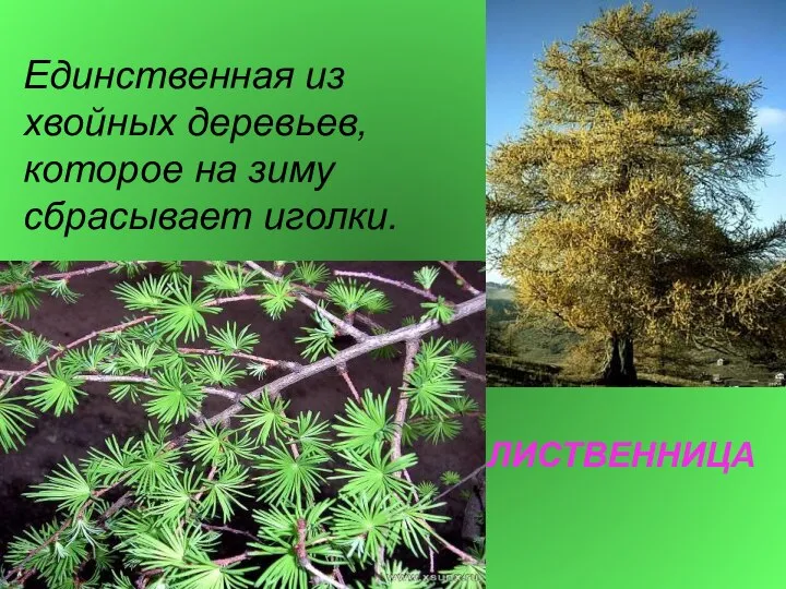 ЛИСТВЕННИЦА Единственная из хвойных деревьев, которое на зиму сбрасывает иголки.