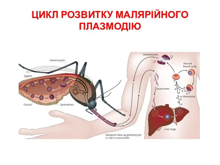 ЦИКЛ РОЗВИТКУ МАЛЯРІЙНОГО ПЛАЗМОДІЮ