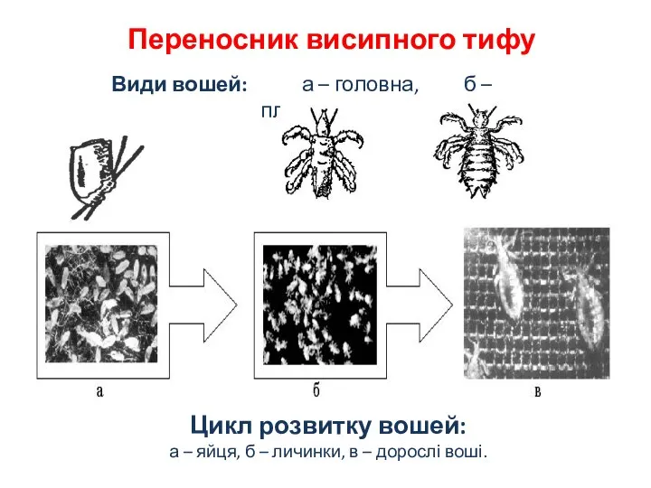 Види вошей: а – головна, б – платяна Цикл розвитку вошей: