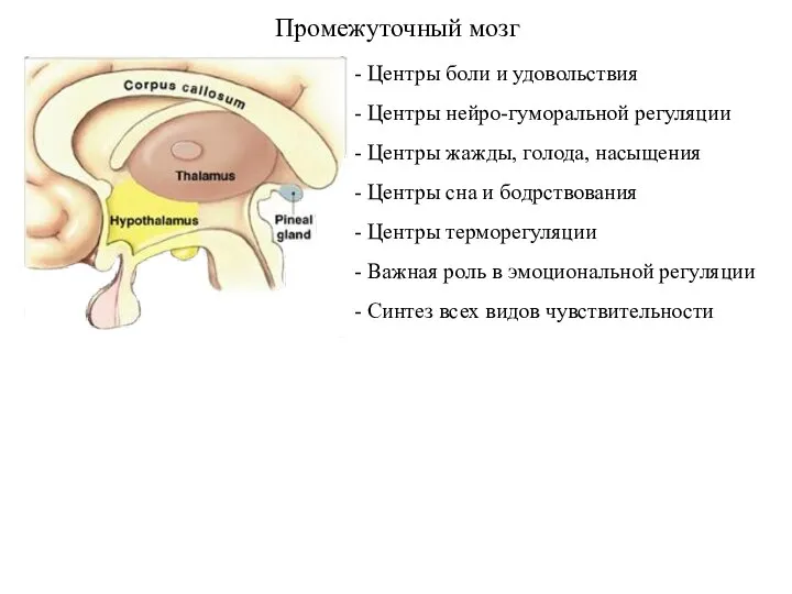 Промежуточный мозг - Центры боли и удовольствия - Центры нейро-гуморальной регуляции