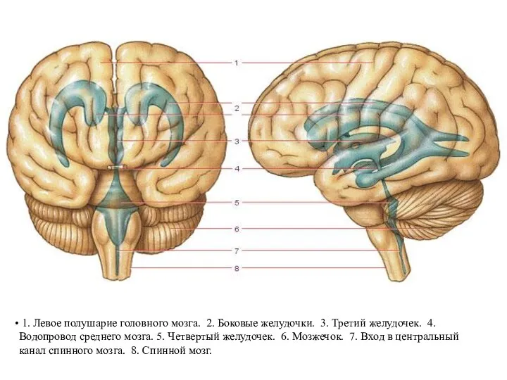 1. Левое полушарие головного мозга. 2. Боковые желудочки. 3. Третий желудочек.