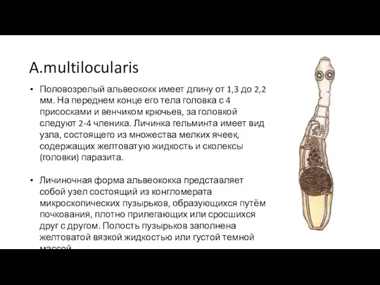 A.multilocularis Половозрелый альвеококк имеет длину от 1,3 до 2,2 мм. На