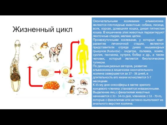 Жизненный цикл Окончательными хозяевами альвеококка являются плотоядные животные: собака, лисица, волк,