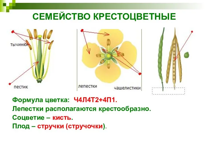 СЕМЕЙСТВО КРЕСТОЦВЕТНЫЕ Формула цветка: Ч4Л4Т2+4П1. Лепестки располагаются крестообразно. Соцветие – кисть. Плод – стручки (стручочки). .
