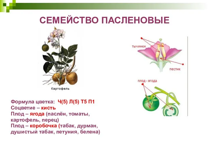 СЕМЕЙСТВО ПАСЛЕНОВЫЕ Формула цветка: Ч(5) Л(5) Т5 П1 Соцветие – кисть