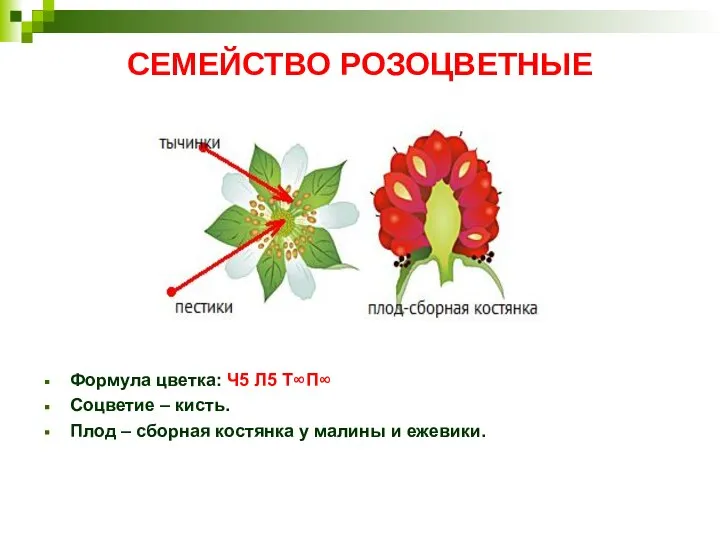СЕМЕЙСТВО РОЗОЦВЕТНЫЕ Формула цветка: Ч5 Л5 Т∞П∞ Соцветие – кисть. Плод