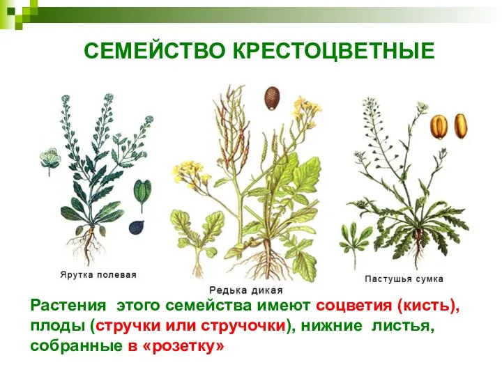 СЕМЕЙСТВО КРЕСТОЦВЕТНЫЕ Растения этого семейства имеют соцветия (кисть), плоды (стручки или