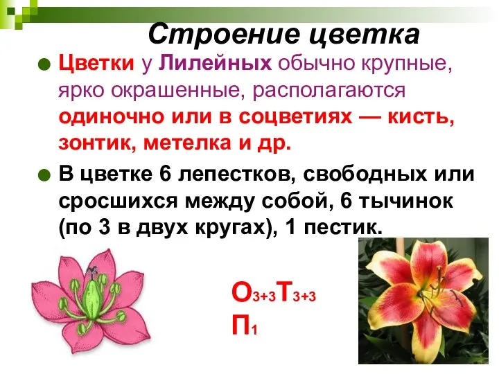 Строение цветка Цветки у Лилейных обычно крупные, ярко окрашенные, располагаются одиночно