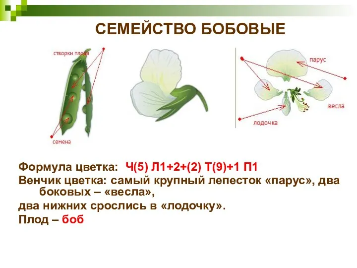 СЕМЕЙСТВО БОБОВЫЕ Формула цветка: Ч(5) Л1+2+(2) Т(9)+1 П1 Венчик цветка: самый
