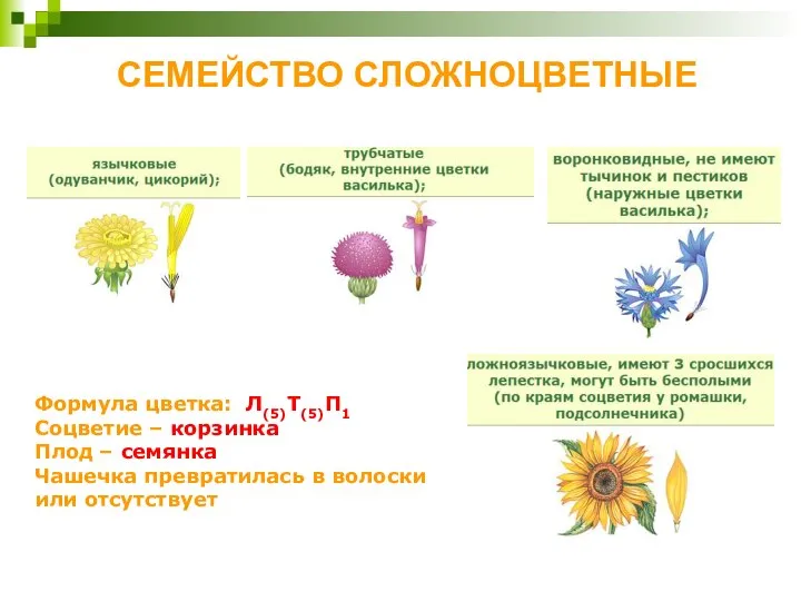 СЕМЕЙСТВО СЛОЖНОЦВЕТНЫЕ Формула цветка: Л(5)Т(5)П1 Соцветие – корзинка Плод – семянка