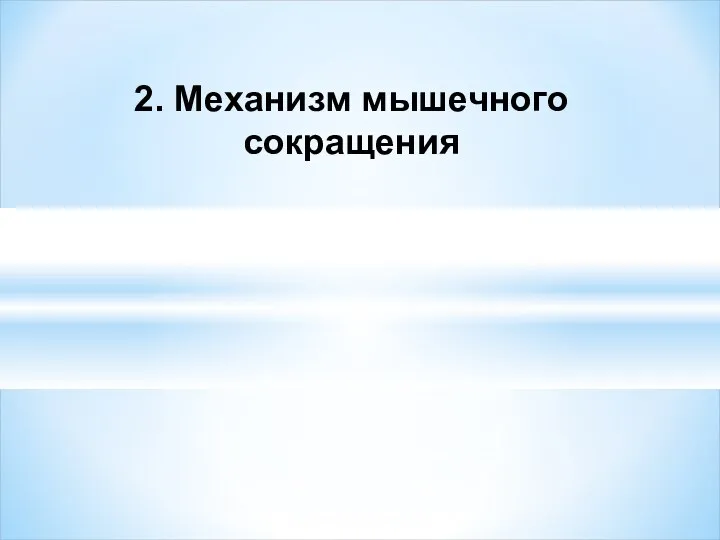 2. Механизм мышечного сокращения