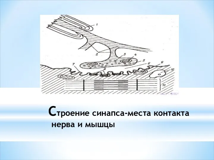 Строение синапса-места контакта нерва и мышцы