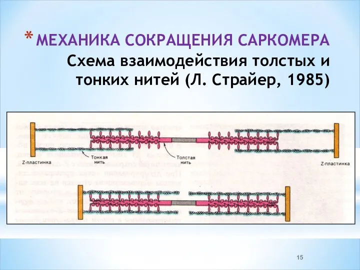 МЕХАНИКА СОКРАЩЕНИЯ САРКОМЕРА Схема взаимодействия толстых и тонких нитей (Л. Страйер, 1985)