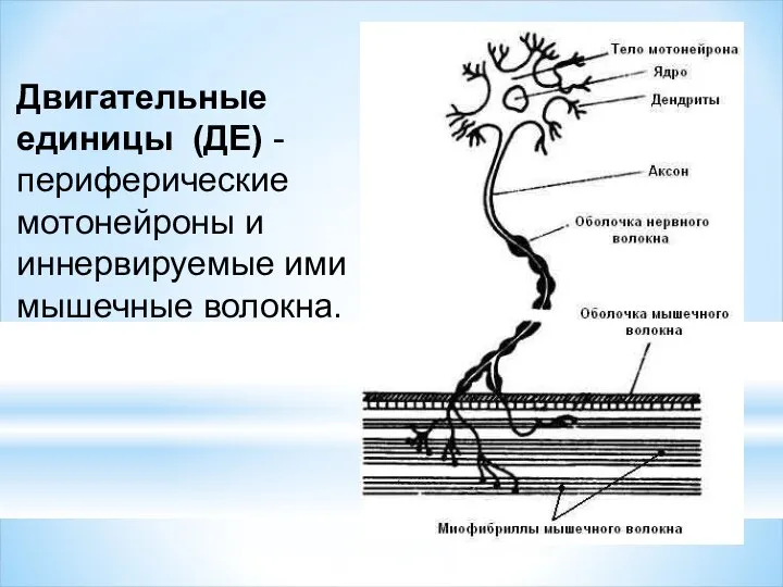 Двигательные единицы (ДЕ) - периферические мотонейроны и иннервируемые ими мышечные волокна.