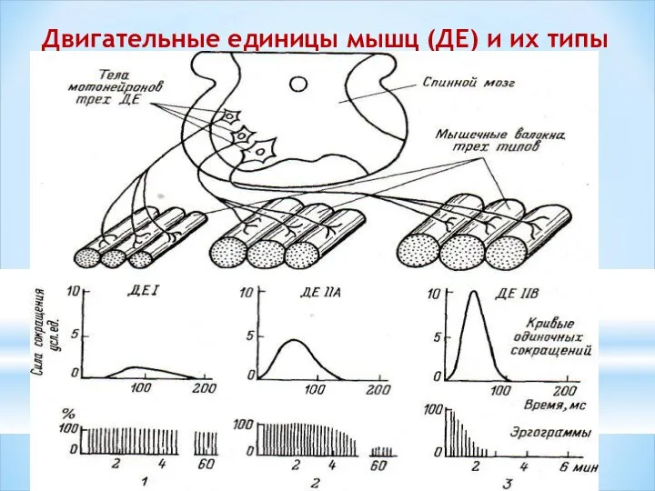 Двигательные единицы мышц (ДЕ) и их типы