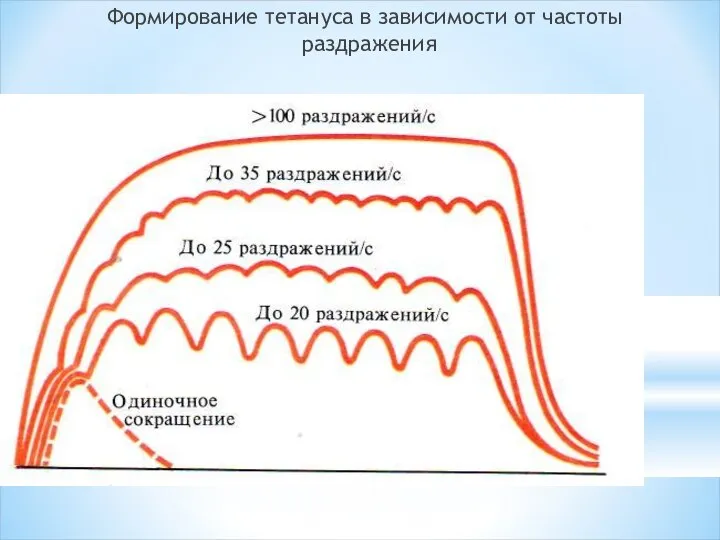 Формирование тетануса в зависимости от частоты раздражения