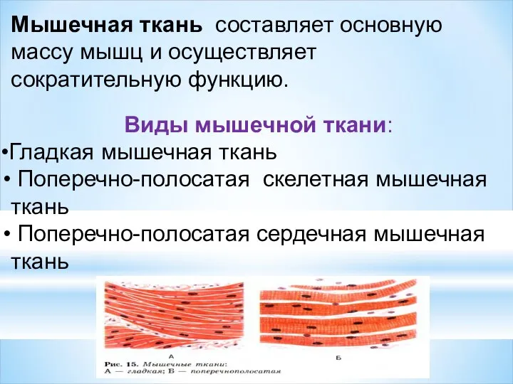 Мышечная ткань составляет основную массу мышц и осуществляет сократительную функцию. Виды